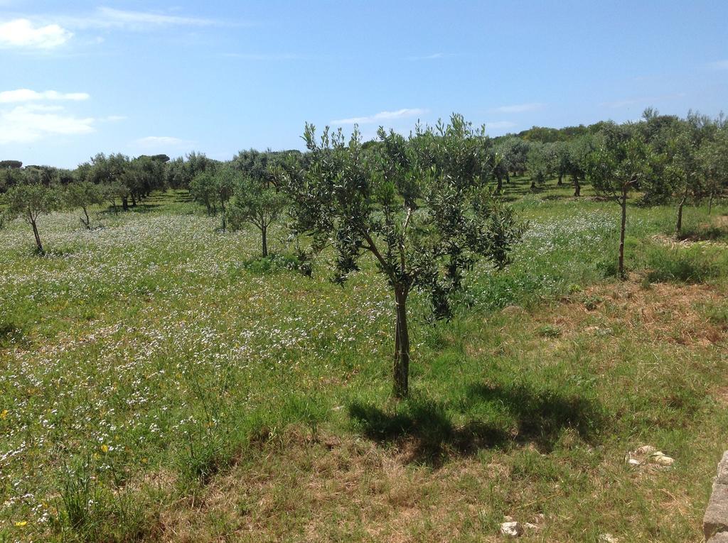 Appartamenti In Villa Senia 法维尼亚纳 外观 照片